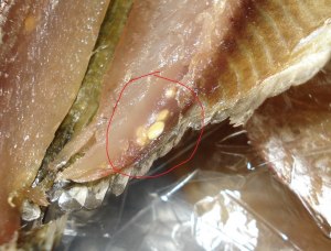 Где в кальмаре живут личинки глистов? Есть-ли они в нем, как в рыбе?