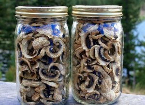 Как сохранить сушёные грибы на длительный срок (5 и более лет)?