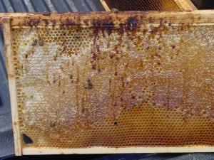 Какой запах будет у меда, который пчелы "собирали" с фекалий в ул. туалете?