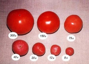 50, 100, 200, 300, 400, 500 грамм сушеных помидоров это сколько свежих?