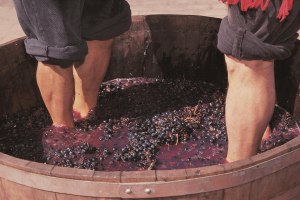 Переходит ли запах ног в вино, когда виноград давят ногами?