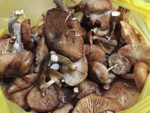 Сколько времени жарить, варить грибы однобочки?