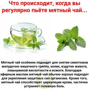Можно ли каждый день пить зелёный чай с мятой?