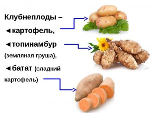 Чем отличается тапинамбор от картошки?