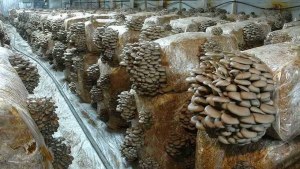 Какие грибы выращивают в "неволе"?