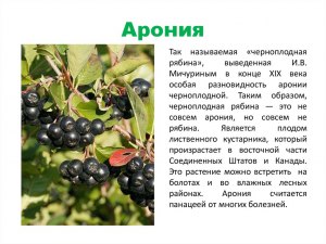 Когда русские впервые попробовали черноплодную рябину?