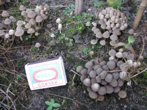 Как избавиться от грибов на дачном участке, огороде?