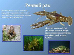 В какой воде живут раки?