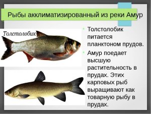 Как понять, что толстолобик испортился?
