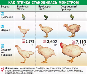 Что значит бройлер?