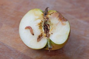 Опасно ли съесть червяка из яблока? Почему?
