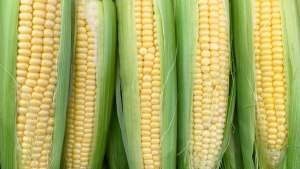 Как при покупке молодую кукурузу отличить от старой?