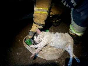 Какое животное спасло жителей Кунавинской слободы от пожара?