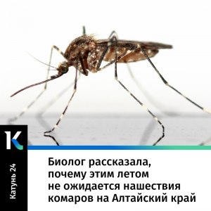Почему на Алтае нет комаров? С чем это связано?