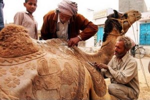 Зачем нужна художественная стрижка верблюда, в каких странах, как делается?