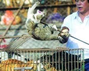 Почему во Вьетнаме не любят кошек?