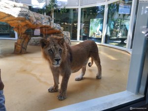 Какой из зоопарков в Казани лучше - новый или старый?
