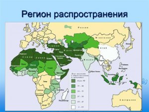 В каких странах большинство людей исповедуют ислам?