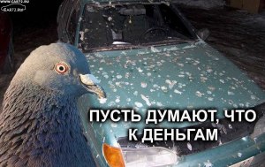 На каким цветом, размером автомобиля больше гадят птицы?