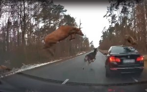 Если животное или стадо переходит дорогу, есть ли смысл перекрывать трассу?