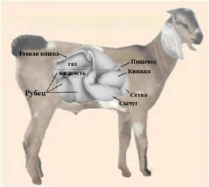 Можно ли козу считать транспортным средством хотя бы отчасти?