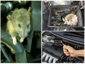 Завелась мышь в багажнике машины, что делать?