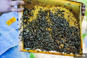 Можно ли владельца дачной пасеки за укусы пчёл привлечь к суду?