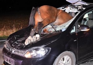 Если лошадь кому-то что-то откусила на дороге — это ДТП? Кто виноват?