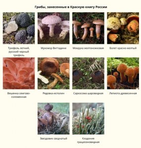 Где найти список растений и грибов за которые дают уголовный срок?