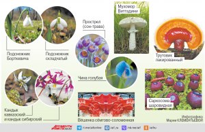 За сбор каких именно грибов в России можно будет получить срок до 9 лет?
