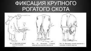 Какая уголовная ответственность за изнасилование крупного рогатого скота?