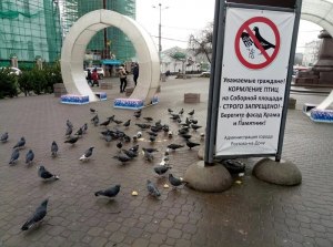 Есть ли штраф за кормление голубей в России?