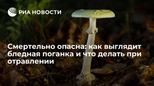 Если купил на рынке поганку и отравился, кого накажут?