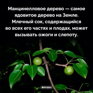 Что в юриспруденции понимают под доктриной о "плодах отравленного дерева"?