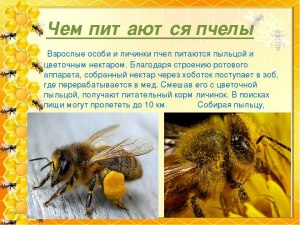 Что делать, если журнал «Пчелы плюс» не доставлен по подписке?