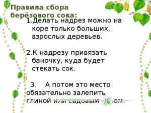 Законно ли собирать березовый сок? Какие правила сбора берёзового сока?