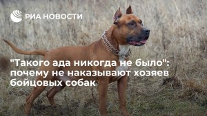 Как наказывают за выгул бойцовых собак без намордника в РФ и Украине?