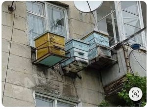 Улей на балконе городской квартиры может привести к проблемам с соседями?