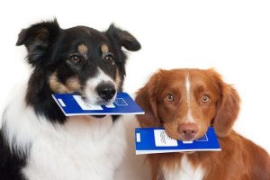Как регистрация домашних животных отразится на кошельке граждан РФ?