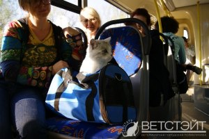 Как перевозить кошку в общественном транспорте?