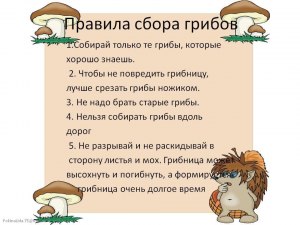 Какие существуют правила по сбору грибов в России?
