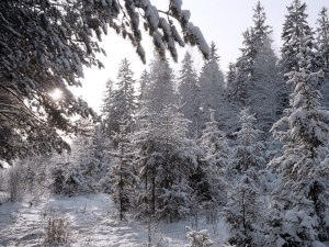 Как легально срубить ёлку в лесу в 2023 году в России?