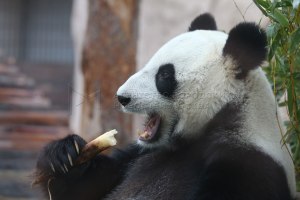 Кому принадлежит новорожденная панда Московского зоопарка?
