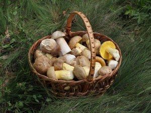 Какие виды грибов занесены в Красную книгу России?