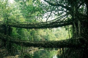 Как делают навесные мосты в джунглях?