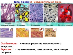 Вайнскот это вид чего, к какому роду относится понятие?