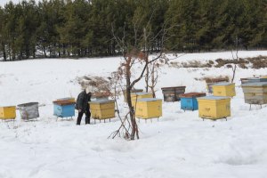 Как лучше построить зимовник для пчёл?