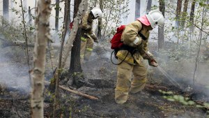 Что можно сделать с обгоревшим, после пожара, лесом?