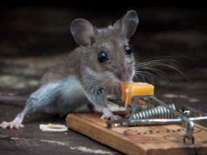 Как лучше и навсегда избавится от мышей в бане на даче?