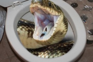 Может ли змея выползти из унитаза?